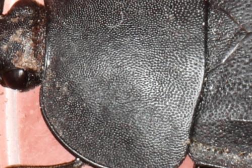 Réf. 300 167 : Silpha sp.